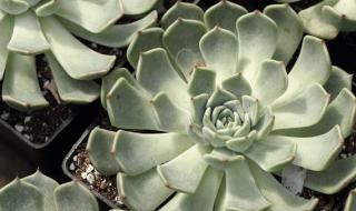 射手座的守护星座