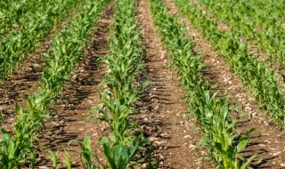 玉米几什么意思 玉米几什么意思